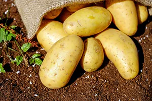 Image de l'ingrédient : Pommes de terre